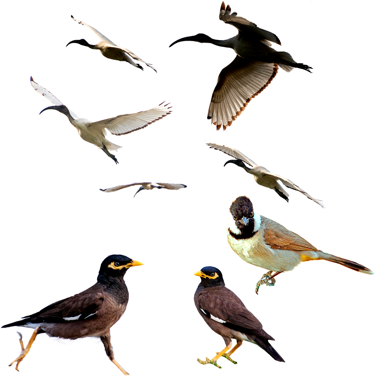 Birds,mina Bird,animal,white Ibis,white Eared Bulbul,png, - Bird Clipart (1252x1280), Png Download