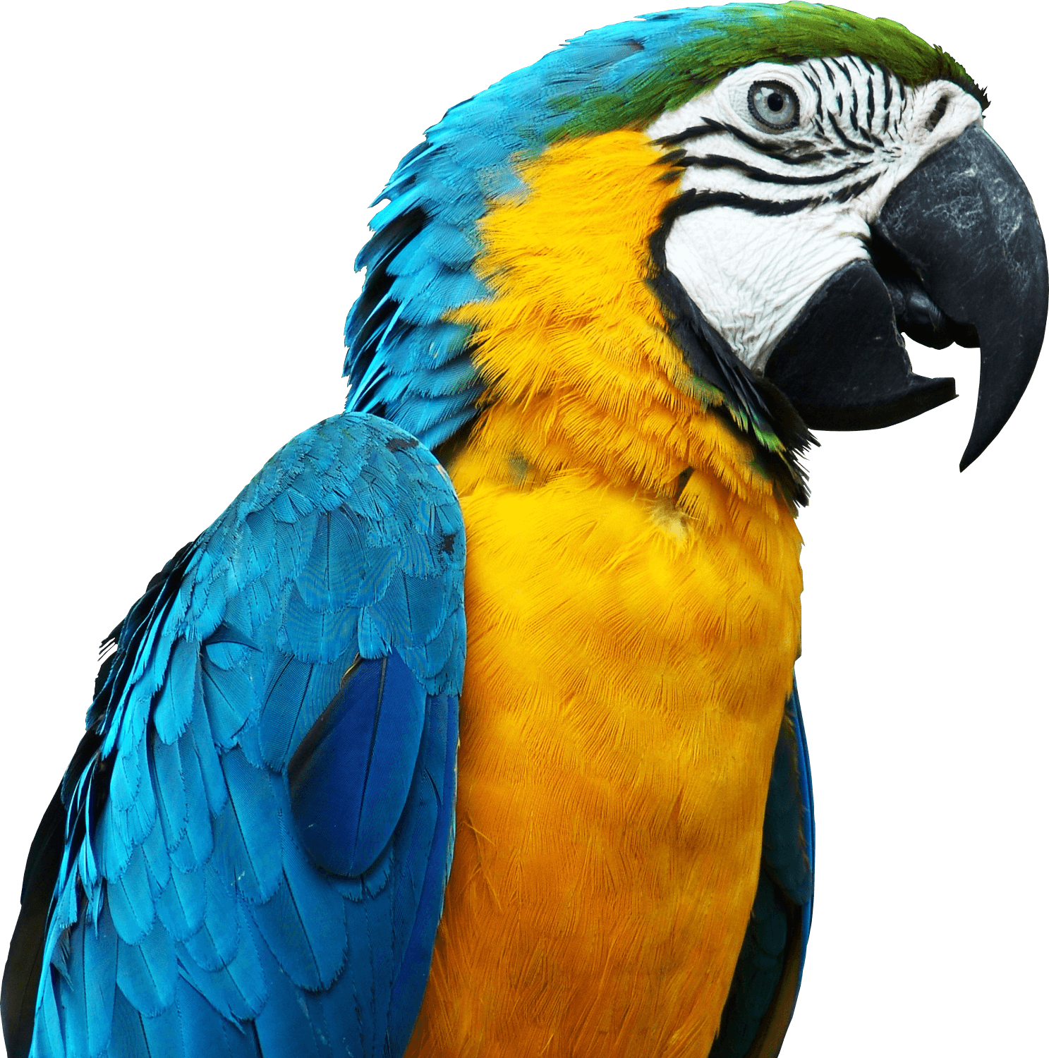 Parrot Png Free Download - Blue Parrot Png Clipart (600x605), Png Download
