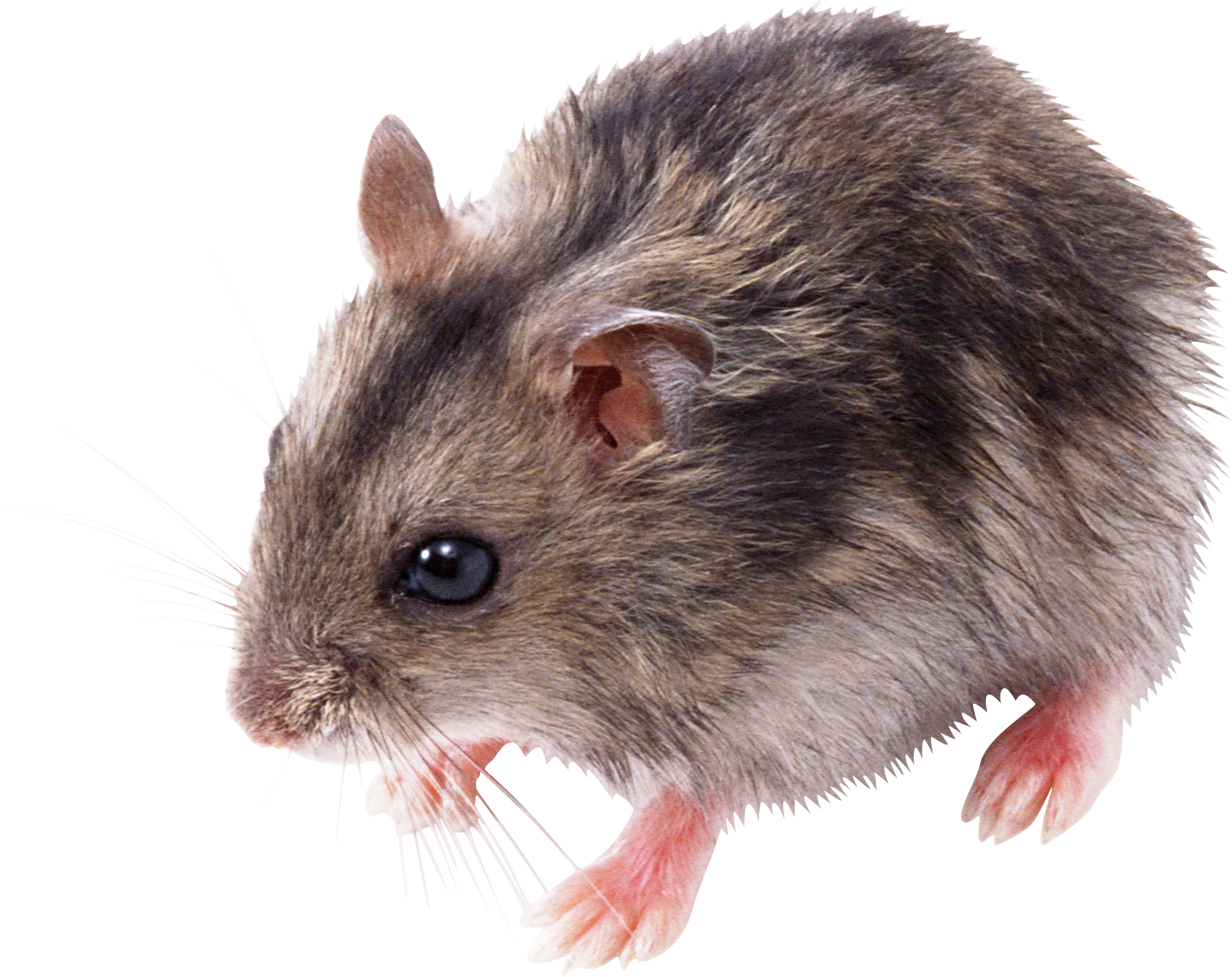 Mouse Animal Png Hd - Mouse Png Clipart (1928x1529), Png Download