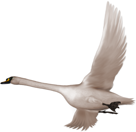 Swan Flying Clipart - Png Download (600x568), Png Download