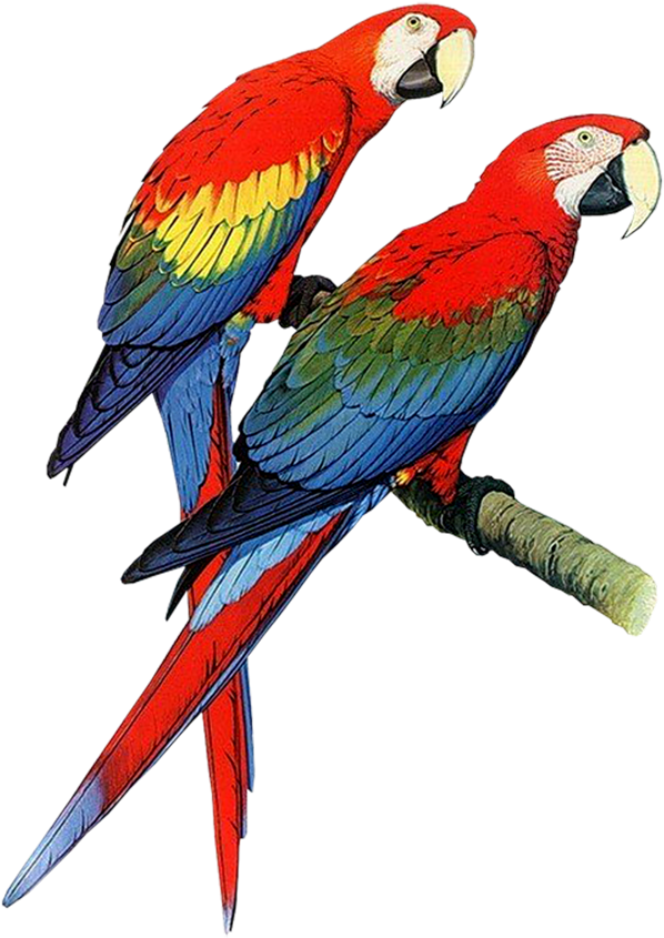 Download Parrot Png Transparent Images Transparent - Parrots Clipart (713x1000), Png Download