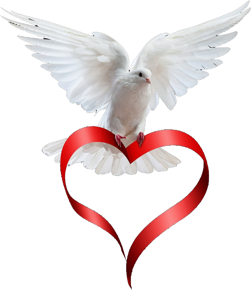 Dove Paloma, Animals, Love, Animation, Art Pictures, - Ribbon Heart Clipart (869x1006), Png Download