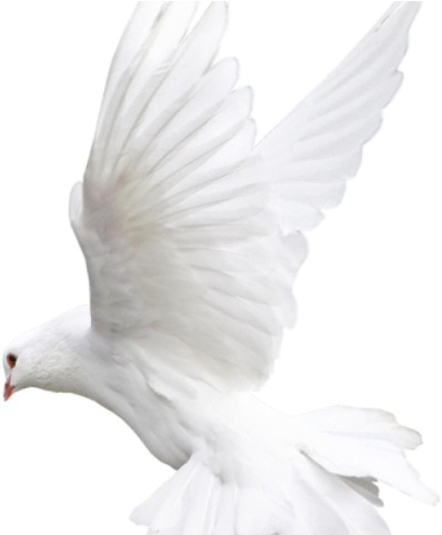 White Dove Clipart Fire Png - Bird Pigeon White Transparent Png (640x480), Png Download