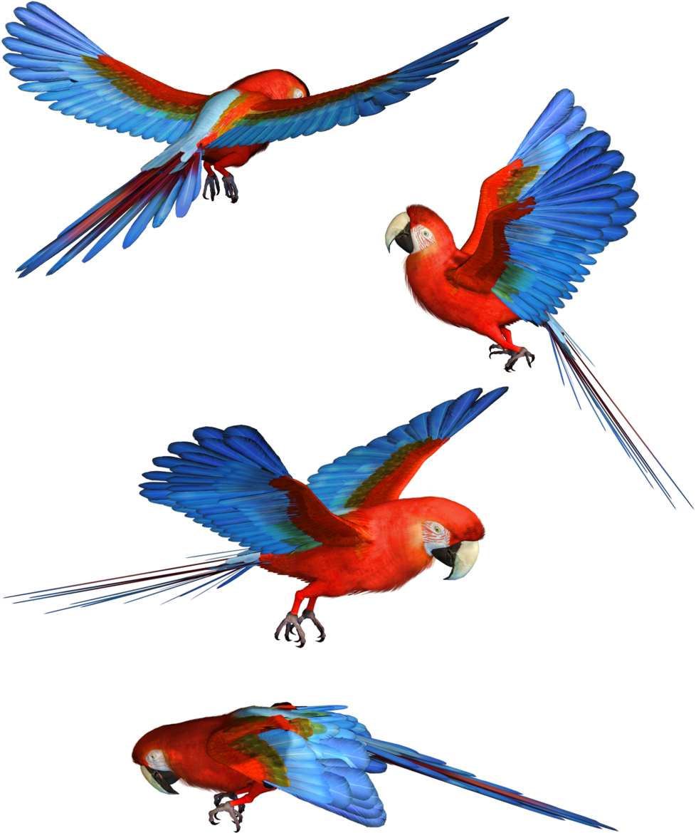 Macaw Png Hd - Macaw Clipart (1024x1252), Png Download