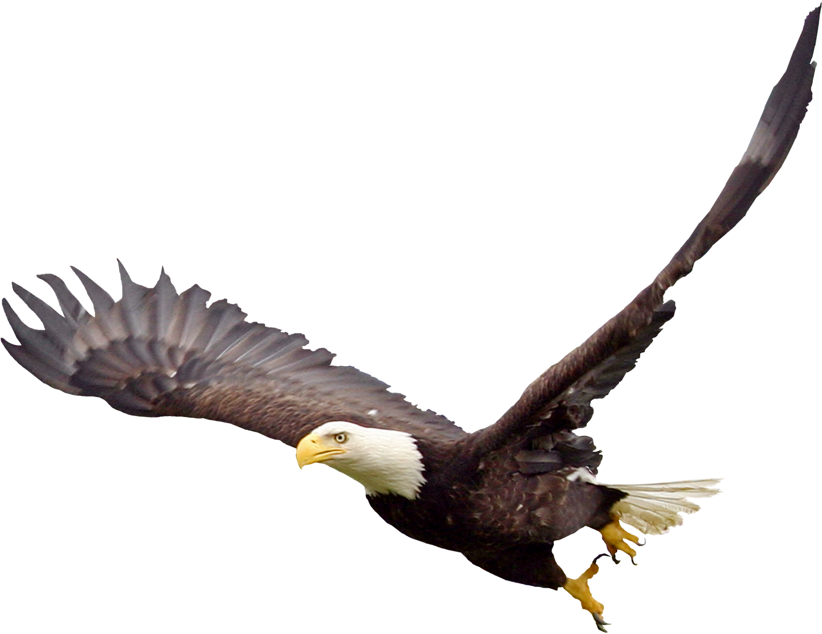 Soaring Png File Mart - Bald Eagle Image Transparent Clipart (1600x1600), Png Download