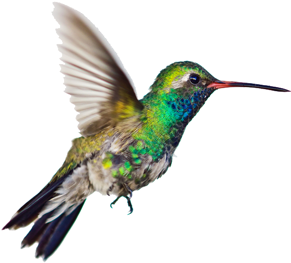 Graphic Humming Bird Clipart - Hummingbirds Png Transparent Png (1000x683), Png Download