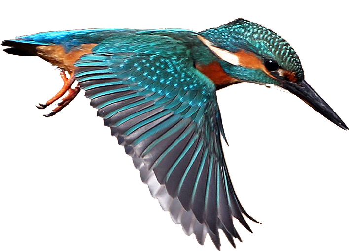 Kingfisher Bird Png Pic - Kingfisher Png Clipart (863x533), Png Download