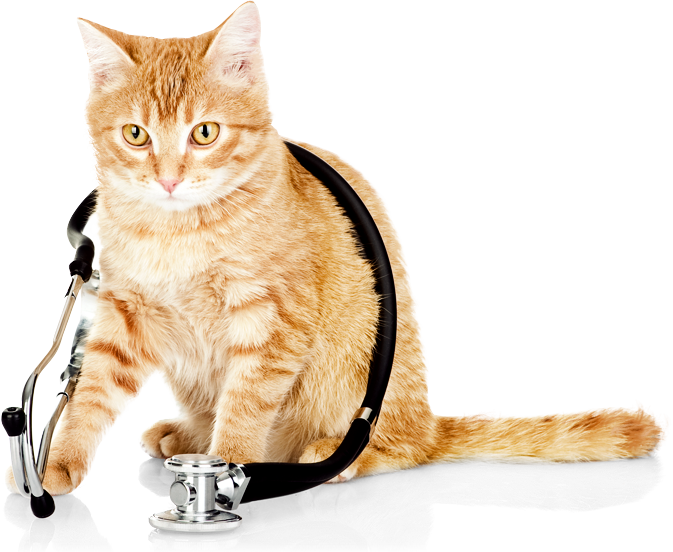 Slider-cat - Veterinary Cat Clipart (673x552), Png Download