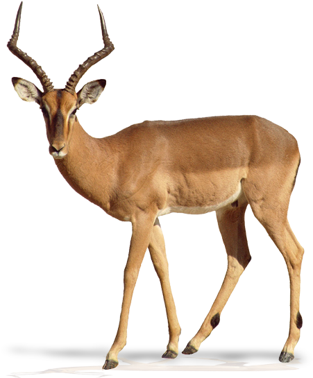 Antilope Png Clipart (768x560), Png Download