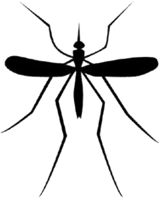 Mosquito Download Png - Draw A Parasitic Mosquito Clipart (698x777), Png Download