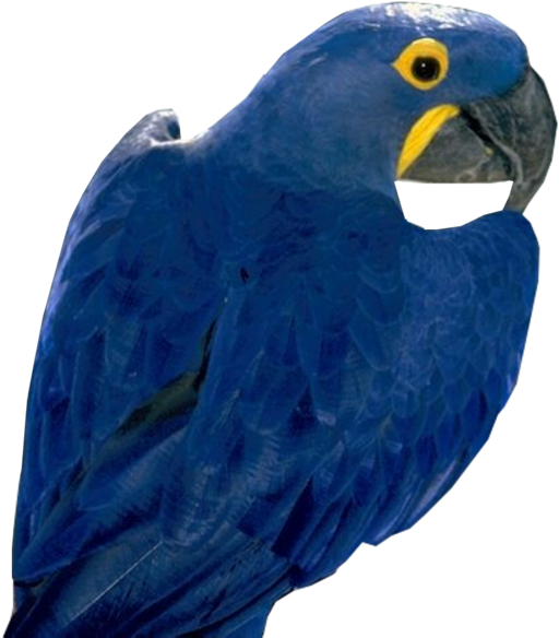 Blue Parrot Free Png Image - Hyacinth Macaw Png Clipart (920x600), Png Download