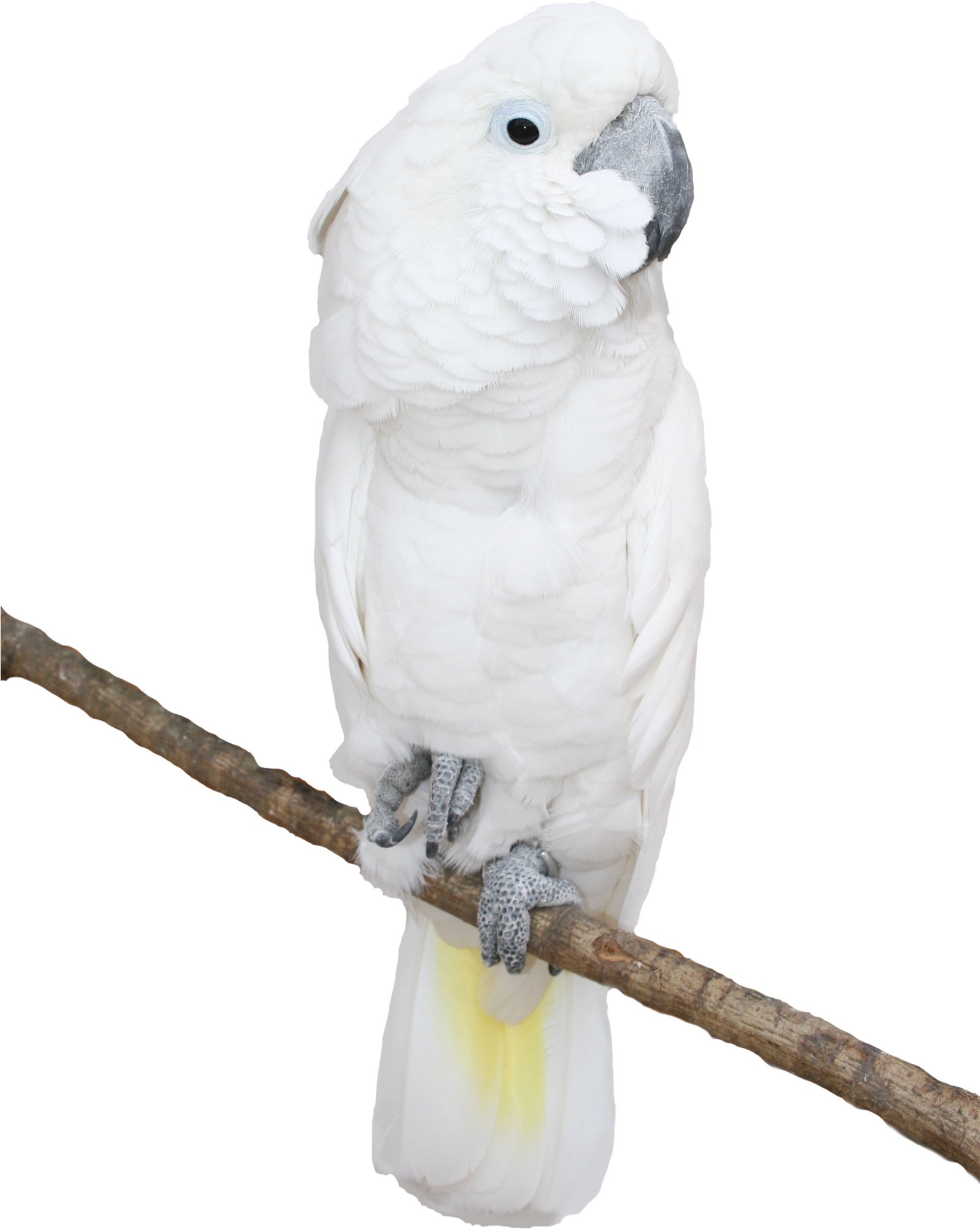 White Parrot Transparent Png Picture - Clipart Critters With Transparent Backgrounds (1595x2238), Png Download