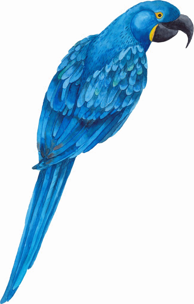 Blue Parrot Png Transparent Image - Transparent Parakeet Blue Clipart (650x1017), Png Download