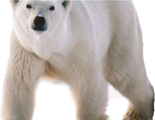 Polar Bear Group Clipart (640x480), Png Download