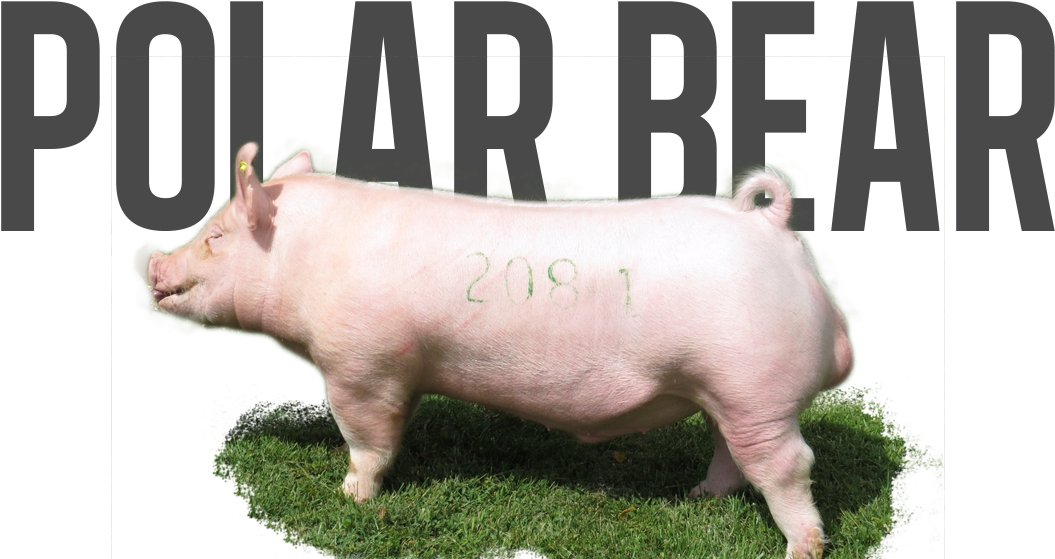 Post Navigation - Domestic Pig Clipart (1131x576), Png Download