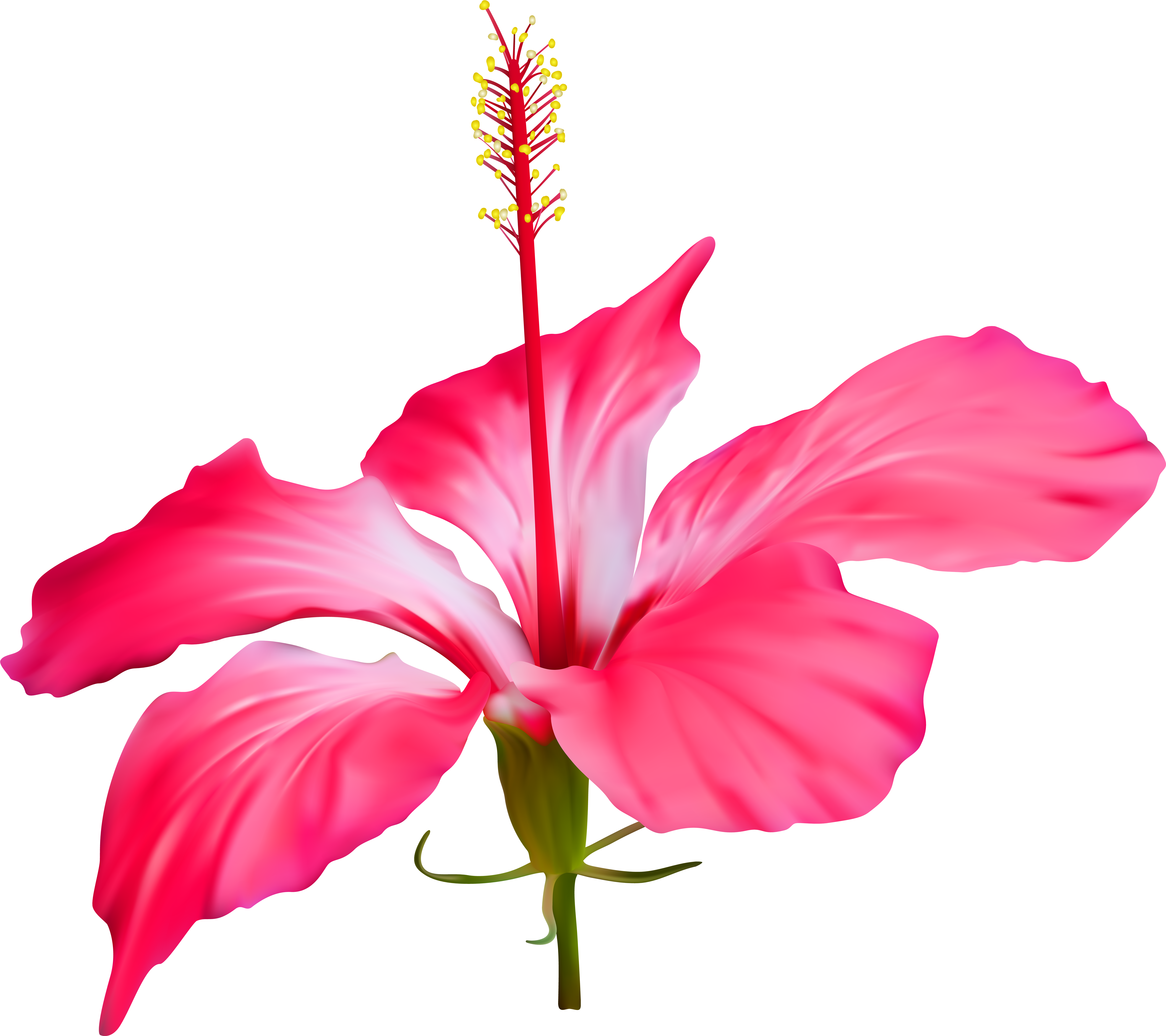Hibiscus Flower Transparent Png Clip Art - Hibiscus Flower Transparent Background (7000x6219), Png Download