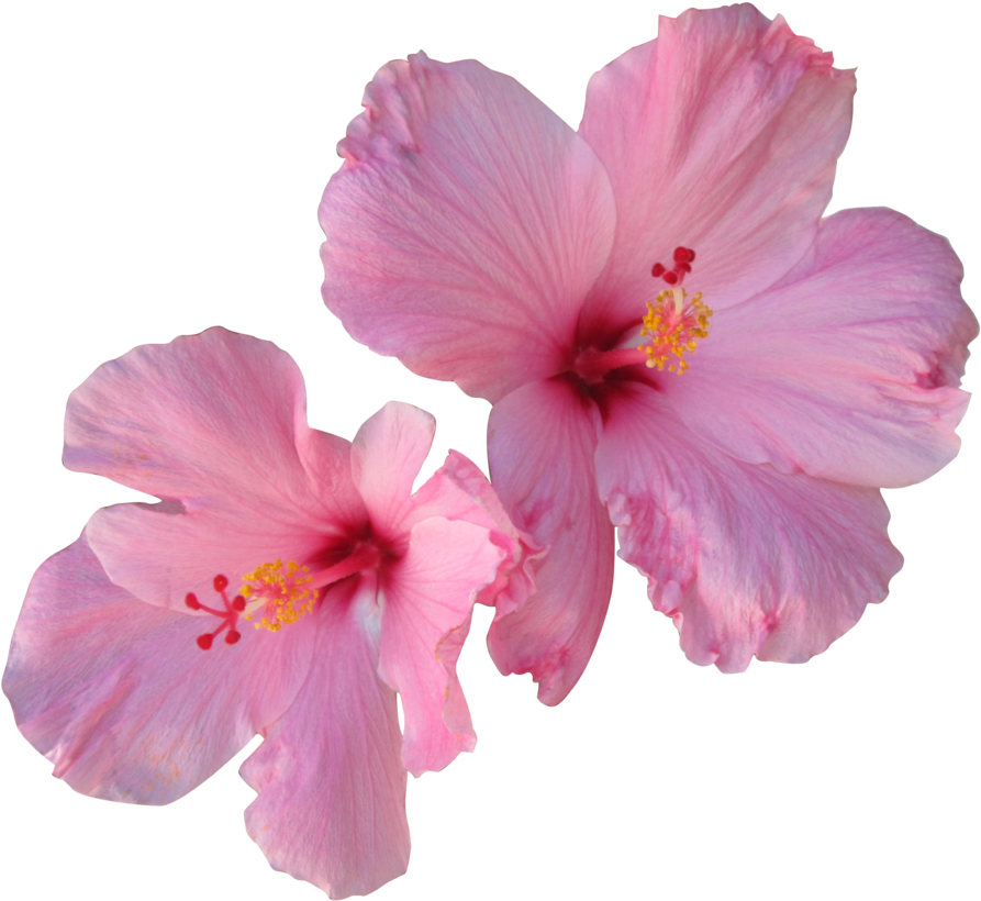 Hibiscus Png Free Download - Hibiscus Png Clipart (935x854), Png Download