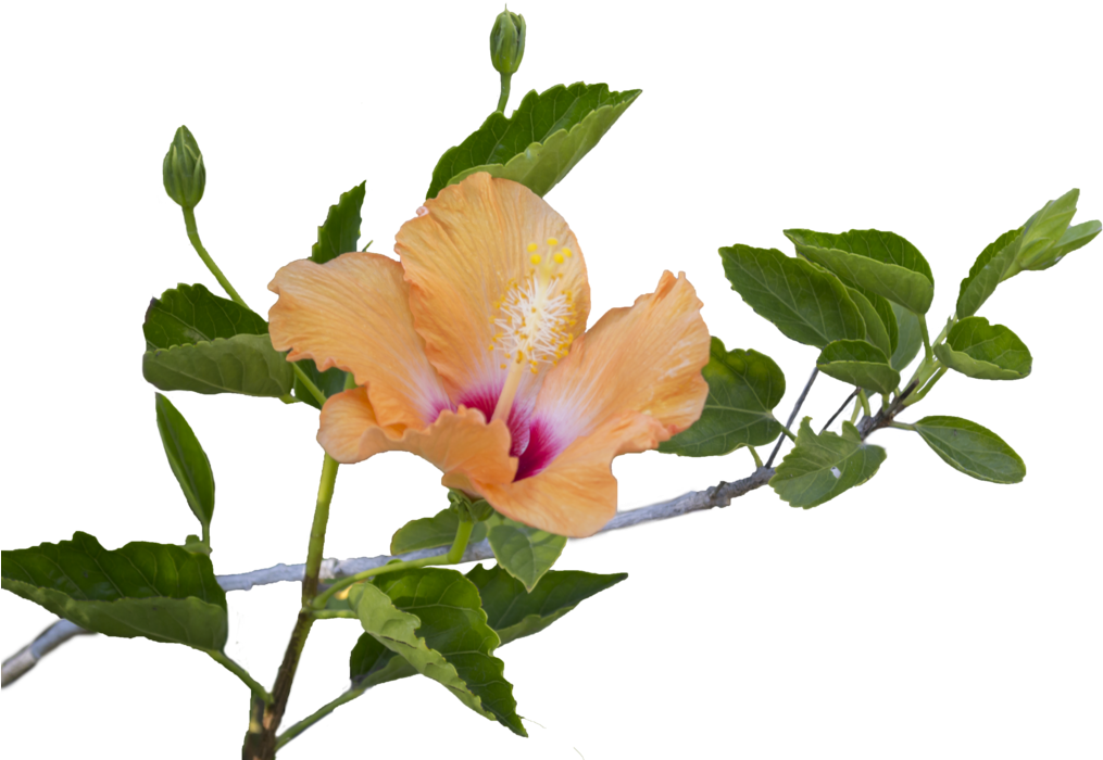 Hibiscus Png Clipart (1024x731), Png Download