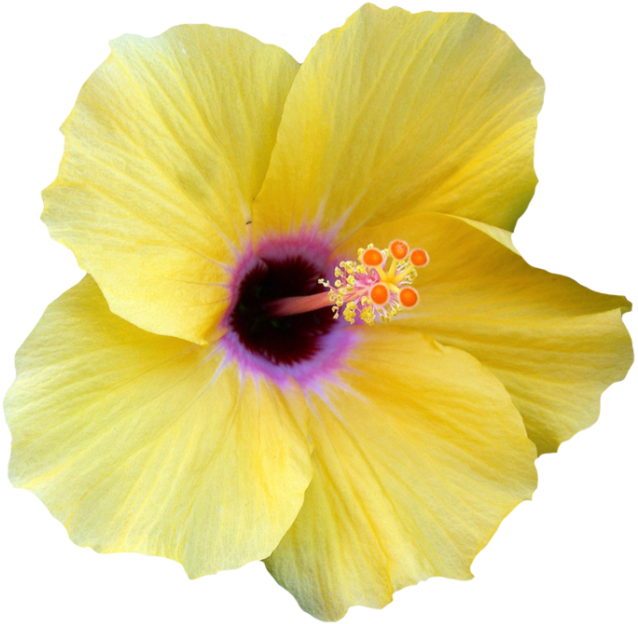 Hibiscus Clipart Png Tumblr - Hawaiian Yellow Hibiscus Png Transparent Png (650x633), Png Download