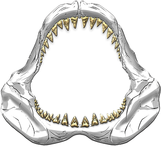 600 X 600 6 - Great White Shark Jaws Drawing Clipart (600x600), Png Download