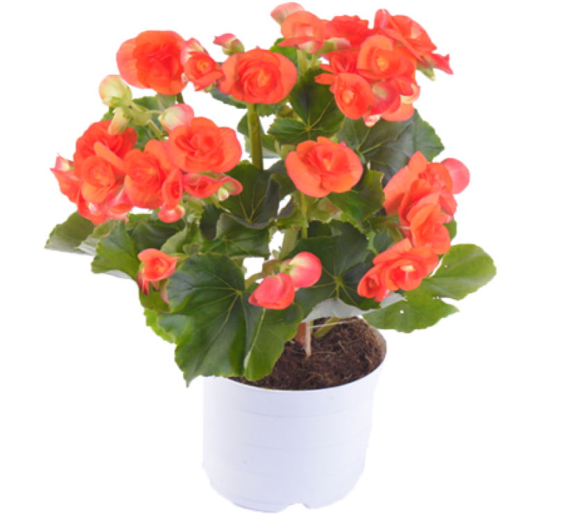 Hawaiian Hibiscus , Png Download Clipart (829x742), Png Download