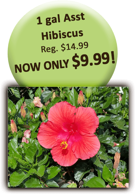 1 Gal Asst Hibiscus - Bizhub 184 Clipart (504x720), Png Download