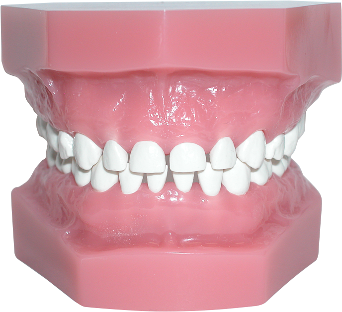 Pedo Model With High Heat Teeth - Teeth Model Png Clipart (750x750), Png Download
