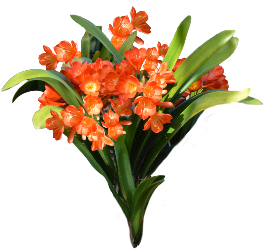Bucket Flower Png - Transparent Orange Flowers Png Clipart (1024x875), Png Download