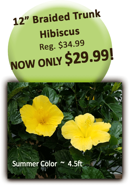 12in Braid Trunk Hibiscus - Hawaiian Hibiscus Clipart (504x720), Png Download