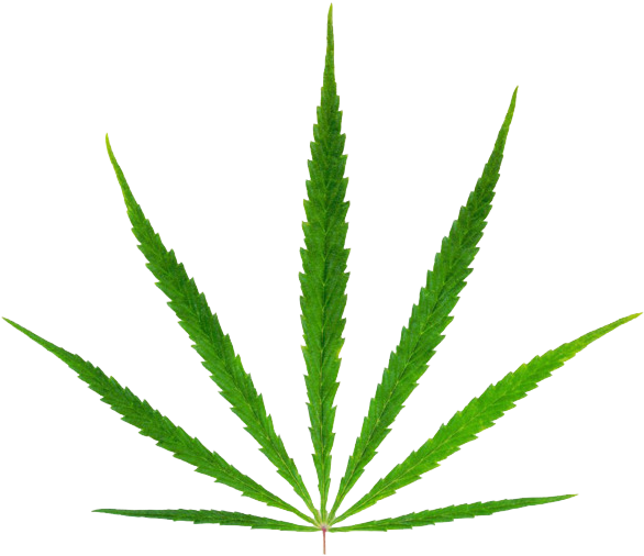 Hemp Clipart (650x507), Png Download