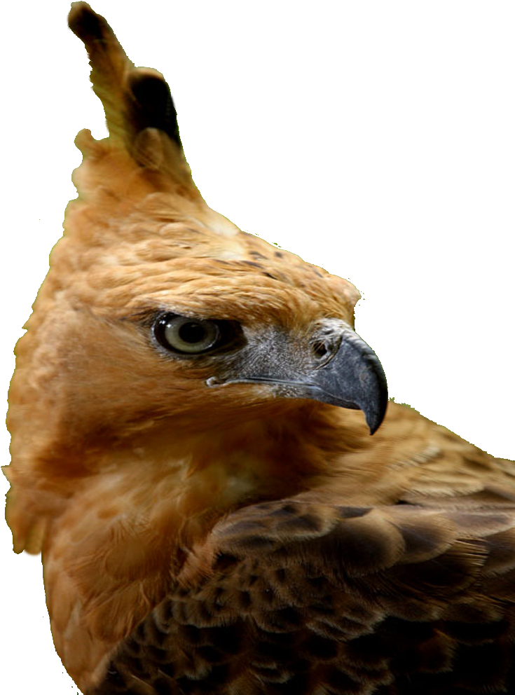 Elang Jawa 7 - Hawk Clipart (791x1024), Png Download