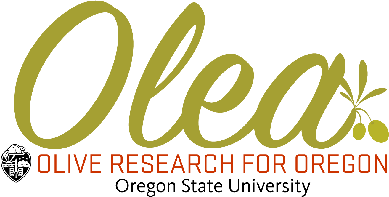 Olive Research For Oregon - Oval Clipart (1366x768), Png Download