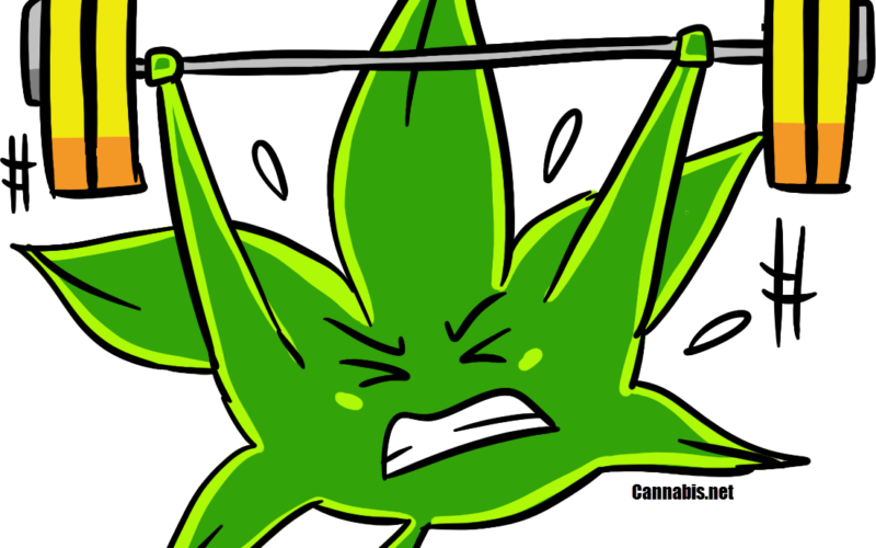 Marijuana Motivates People Clipart (800x500), Png Download