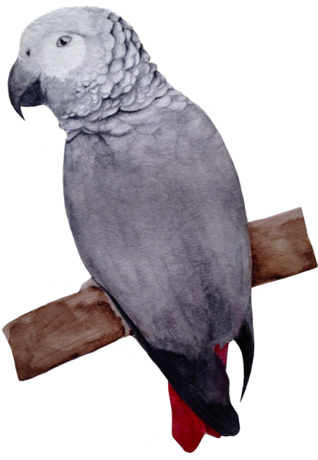 African Grey Clipart (500x673), Png Download