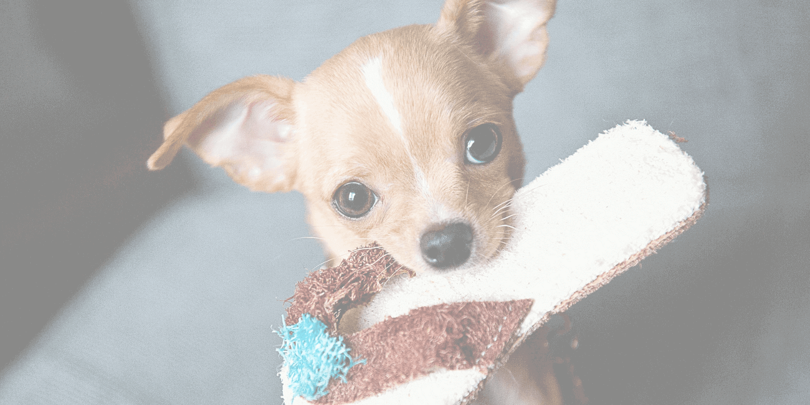 Chihuahua-adoption - Better Cats Or Dogs Clipart (1600x801), Png Download