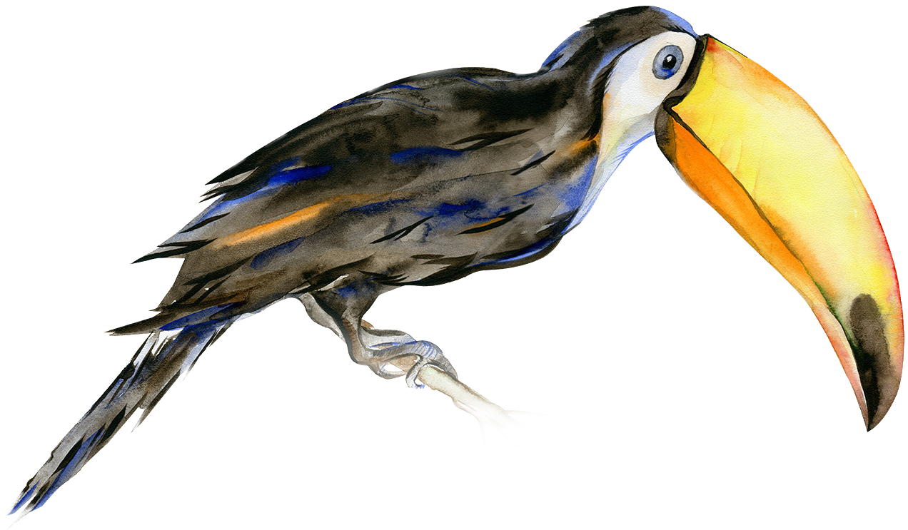 Legendary Social Media Vancouver - Scarlet Macaw And Toucan Clipart (1497x1497), Png Download