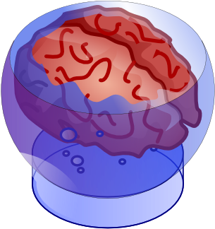 Bb Brain 612×554 Clipart (612x554), Png Download