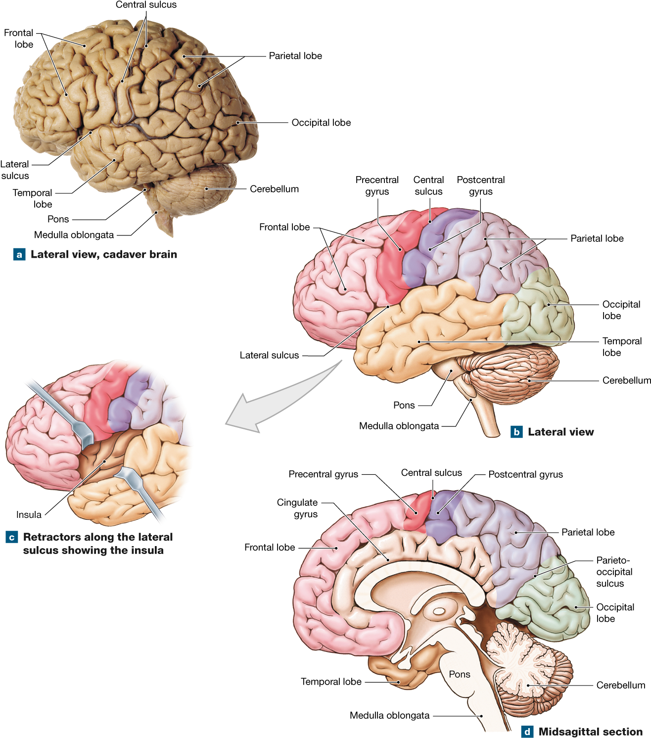 The Cerebrum Contains Motor, Sensory, And Association - Well Labeled Human Brain Clipart (1328x1500), Png Download