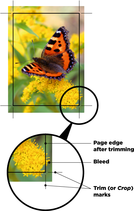 A Image With Crop Marks - Small Tortoiseshell Clipart (478x727), Png Download