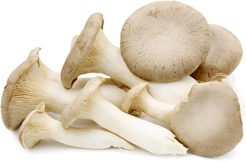 Mushrooms Oyster Clipart (858x700), Png Download