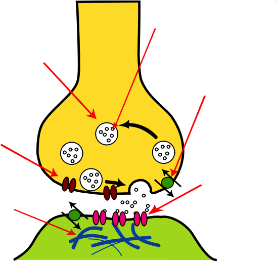Px Synapse Illustration Unlabeled Image - Calcium Channel In Synapse Clipart (800x515), Png Download