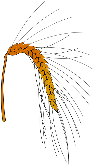 Grain Rye Background Harvest Nutrition - Sketch Clipart (580x720), Png Download