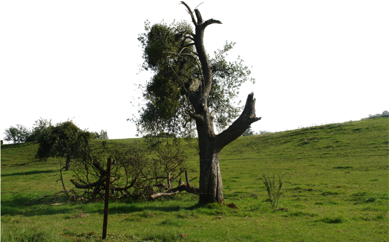 Orchard Png - Oak Clipart (800x533), Png Download