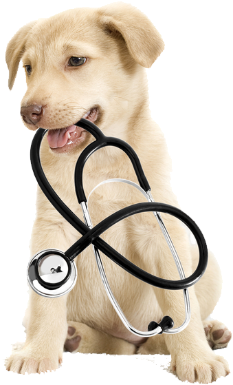 Contact Us - Dog And Cat Medical Clipart (567x603), Png Download