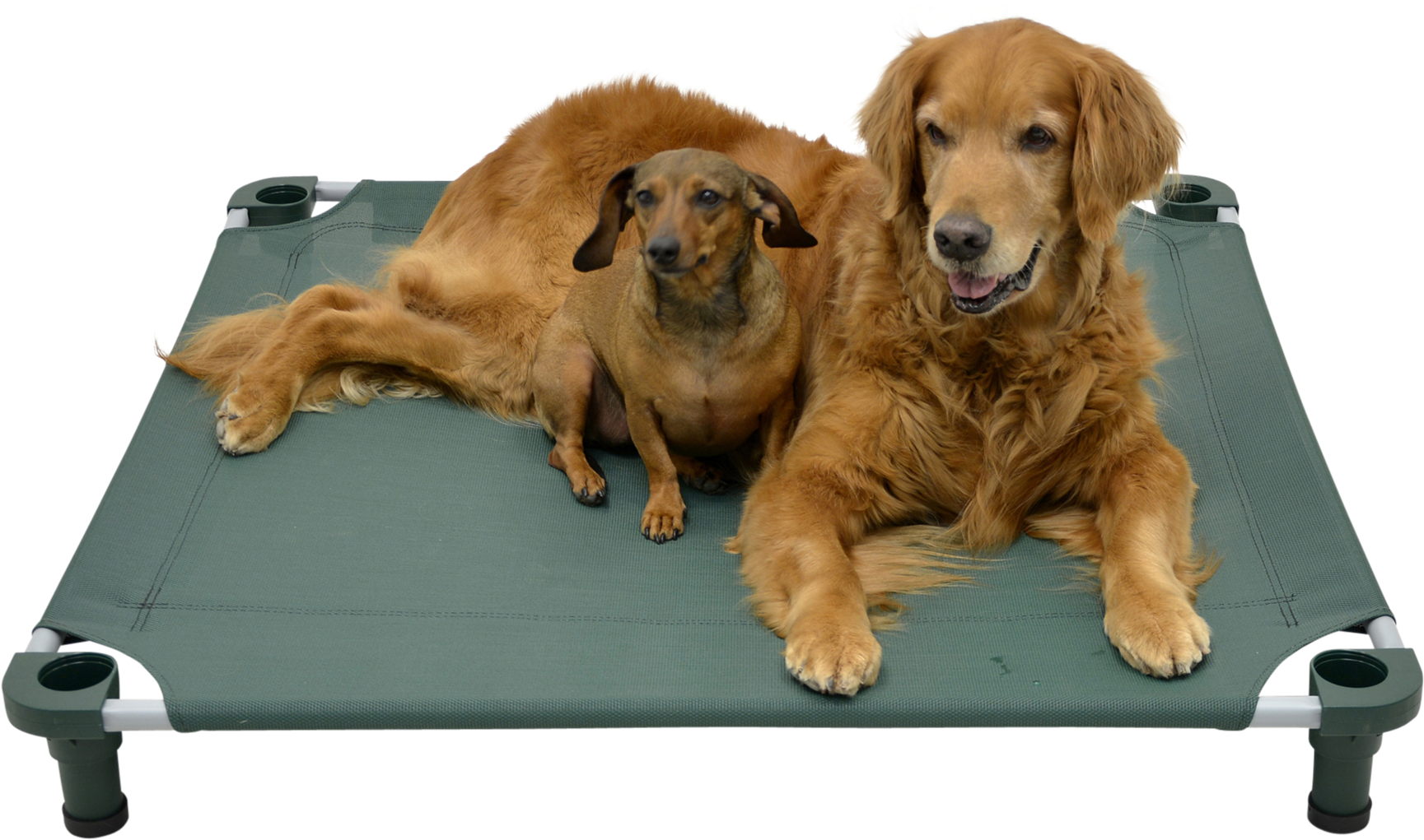 4 Legs 4 Pets Has Signed On As Ppg's Newest Corporate - Dog Catches Something Clipart (1920x1920), Png Download