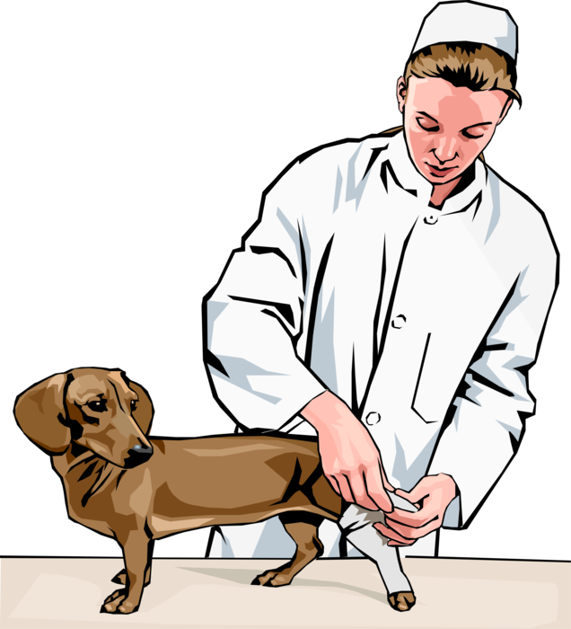 Vector Illustration Of Veterinary Physician Bandaging - Veterinarian Clipart - Png Download (636x700), Png Download