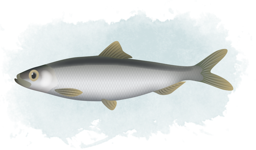 Herring - Coregonus Lavaretus Clipart (1096x614), Png Download