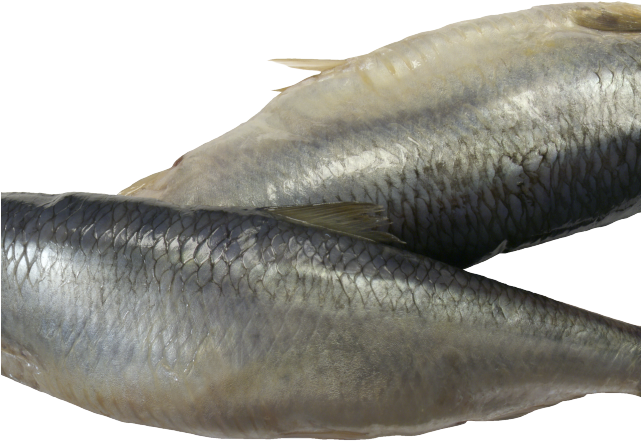 Herring Clipart Transparent - Oily Fish - Png Download (640x480), Png Download