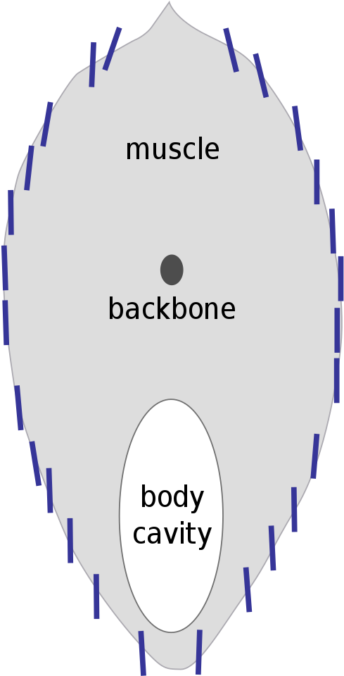 File - Herring Silvering - Svg - Circle Clipart (551x1023), Png Download