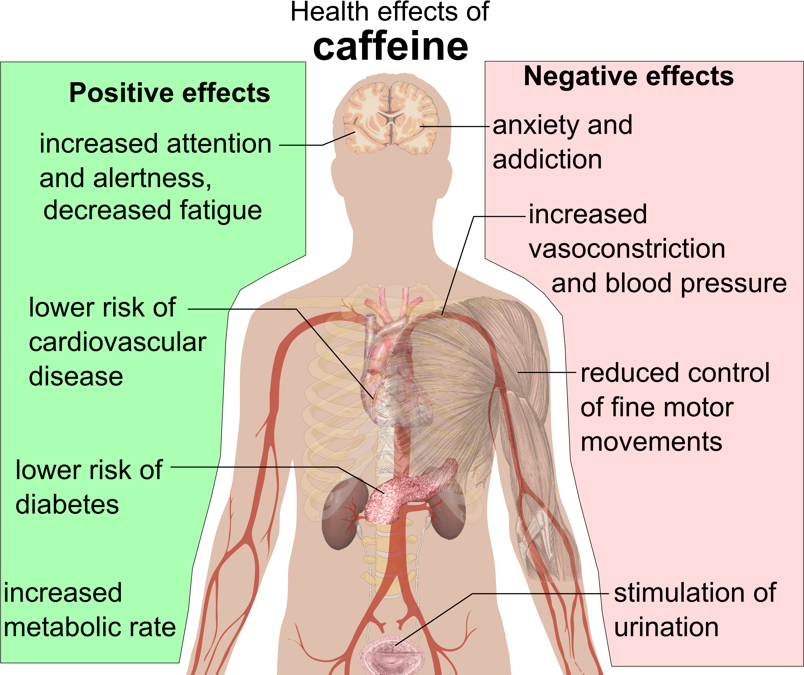 Health Effects Of Caffeine Clipart (3291x2742), Png Download